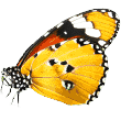 https://cantinhodafilo.com.br/wp-content/uploads/2019/08/butterfly.png